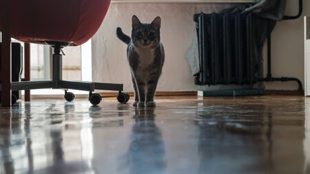 Cute cat looks with interest and curiosity, standing on the parquet floor, in the apartment, in natural light from the window.