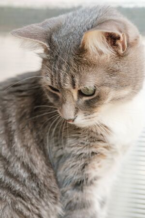 Cat looks down with interest, on a blurred background.の写真素材