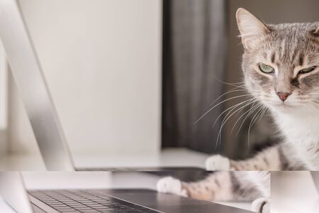 Sad cat with a sore eye is looking for a veterinary clinic using a laptop and the Internet. Clever pets.の写真素材