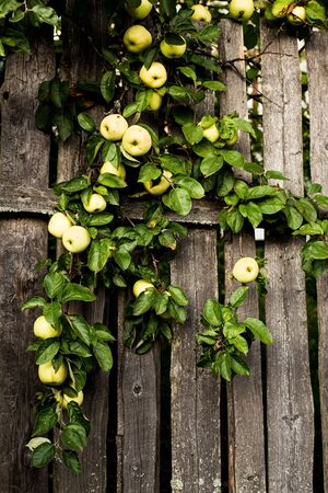 Branch with juicy apples hangs on an old wooden fence in the village. Harvest in the garden.の写真素材