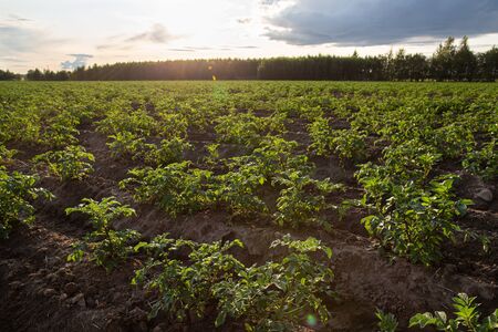 Potato fields against the background of the forest and sky. Agriculture. Bountiful harvest.