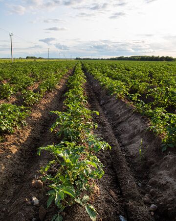 Potato fields with rows of green haulm, against the sky with clouds. Agriculture. Bountiful harvest.の写真素材