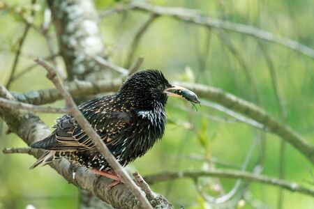 Common starling with a beetle in its beak sits on a branch. Feeding the chicks, raising offspring. Close-up.の写真素材