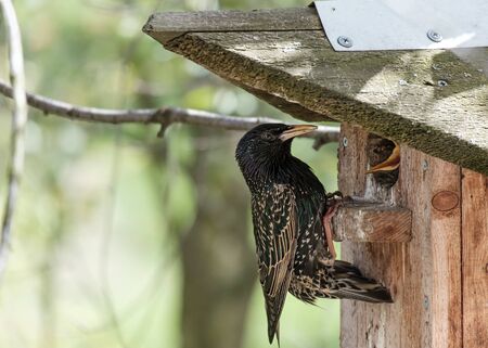 Common starling sits on a birdhouse and feeds a chick, on a blurry background. Close-up.の写真素材