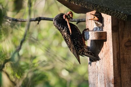 Common starling holds in its beak a big, fat worm, he was going to feed the chicks sitting on a birdhouse in the spring morning.の写真素材