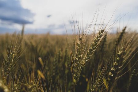Spica of wheat Triticum against the background of a field and cloudy sky. Agriculture. Bountiful harvest.の写真素材