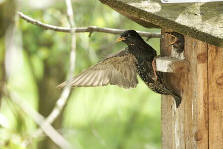 Common starling sits on the birdhouse after feeding the chick, flaps its wing and looks sternly.の写真素材