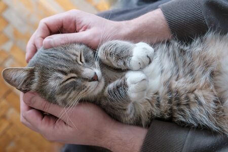 Cute, contented cat sleeps on its back, bending its paws in the arms of its owner. Top view.の写真素材