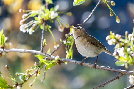 Little curious bird Booted warbler on a branch, on a blurry background of cherry flowers, on a sunny, spring day. Wildlife.の写真素材