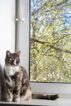 Pensive cat sits on a windowsill by the window, against the backdrop of trees on a sunny spring day.の写真素材