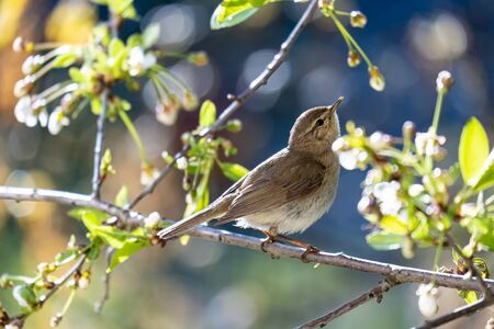 Little curious bird Booted warbler on a branch, on a blurry background of cherry flowers, on a sunny, spring day. Wildlife.の写真素材