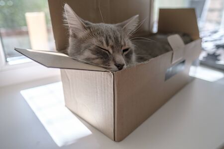 Cute cat hardly fit into a small cardboard box and fell asleep, on the windowsill, against the background of the window.の写真素材