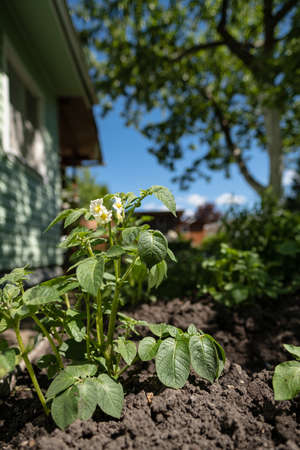 Blooming potato in the rays of sunlight in a vegetable garden, next to a house in the countrysideの写真素材
