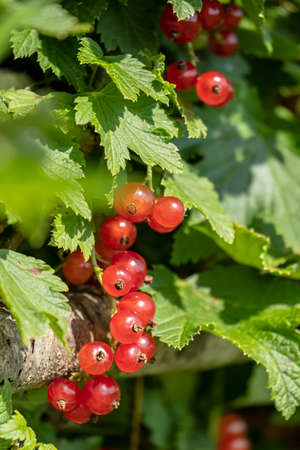 Redcurrant on a bush in the sun. Fresh berries ribes rubrum. Close-up.の写真素材
