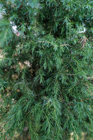 Evergreen shrub juniper, on a summer day. Close-up.の写真素材