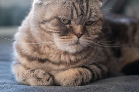 Cat Scottish Fold is depressed, she looks thoughtfully and sadly lying on the couch. Concept of psychological health of animals.の写真素材