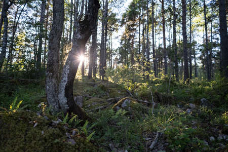 Beautiful forest landscape. Trees and vegetation at sunset.