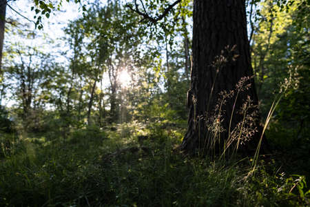 Beautiful forest landscape. Green grass and trees at sunset, against the background of the blue sky.の写真素材
