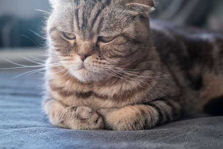 Serious, displeased cat Scottish Fold looks thoughtfully with folded legs and lying on a soft sofa. Close-up.の写真素材