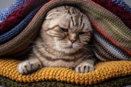 Shy cat Scottish Fold sits in a pile of colorful, knitted scarf and looking sad. Preparing for cold weather.の写真素材