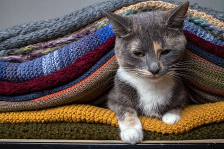 Dissatisfied cat sits in a pile of colorful knitted scarves. Preparing for the cold.