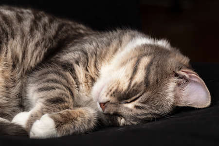 Cute cat sleeping on a black couch. Close-up.の写真素材
