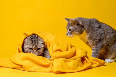 Two cats, one angry Scottish Fold wrapped in a soft blanket, and the other half-breed looks at him in bewilderment. Yellow background.の写真素材