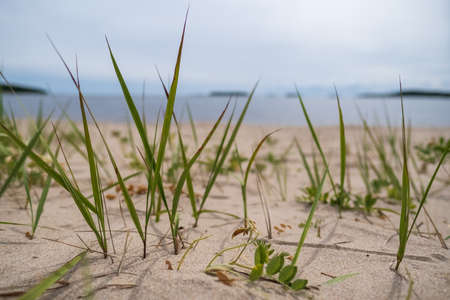 Green grass on a sandy beach, against the background of a lake and sky, on a summer day. Bottom view.の写真素材