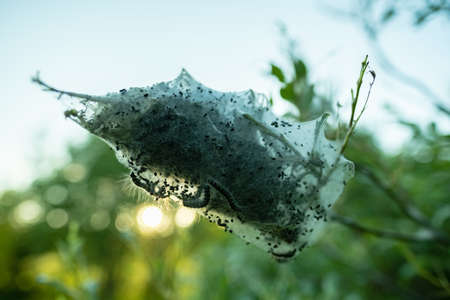 Nest of cobwebs with caterpillars on a bush branch, against a blurred sky background, in summer.の写真素材