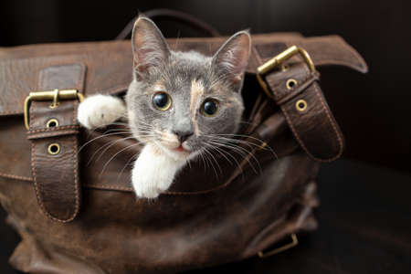 Charming little cat climbed into a leather briefcase and playfully peeks out of it, against a blurred background.の写真素材