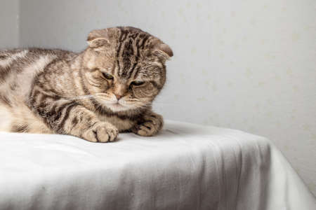 Sad pregnant Scottish Fold cat lies on the table and looks thoughtfully against the background of the wall.の写真素材