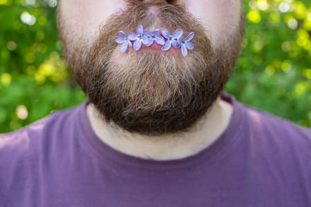 Small, beautiful lilac flowers in the mouth of a bearded man. Springtime. Close-up.