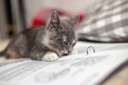 Funny kitten gnaws at a notebook with notes, lying on the couch. Close-up.の写真素材
