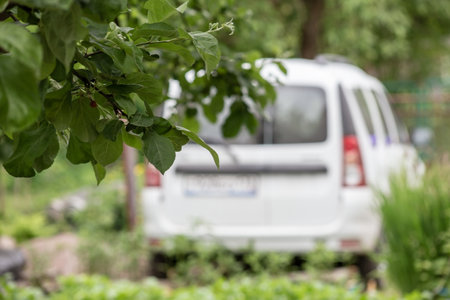 Apple tree branch with green leaves on a blurred background car parked in the village yard.