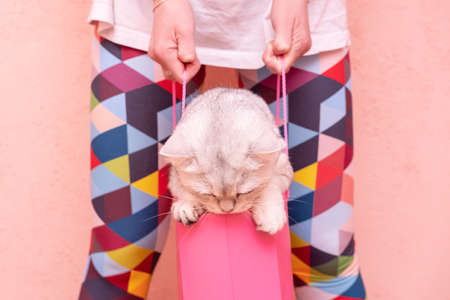 British cat trying to escape from a gift bag, which holds woman in multicolored tights on a pink background. Lifestyle.の写真素材