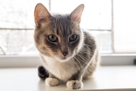 Beautiful green-eyed cat sitting on a window sill at the window. Lifestyle.の写真素材