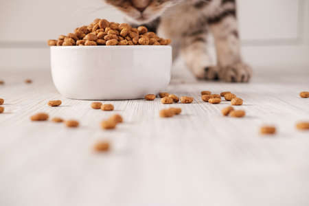 Dry pet food is in a white porcelain bowl and scattered on the floor in the background, the cat sniffs it.の写真素材