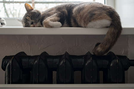 A cute cat sleeps on a windowsill, over a warm radiator, on a cold day.の写真素材