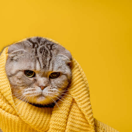 Offended Scottish Fold cat in a yellow scarf, looks sad, on a bright background. Copy space.の写真素材