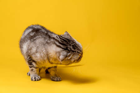 Beautiful Scottish Fold cat standing in a bizarre position. Copy space. Yellow background.の写真素材