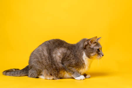 Profile cat quietly lying on a yellow background.の写真素材