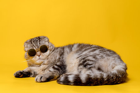 Serious Scottish Fold cat in sunglasses lies on a yellow background. Lifestyle.の写真素材