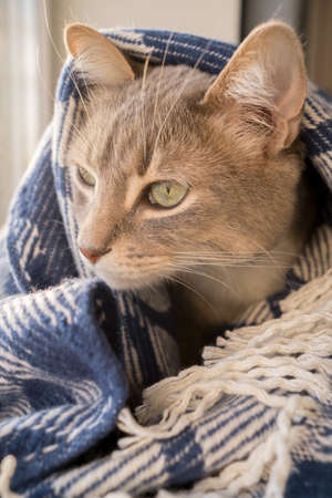 Serious cat wrapped in a warm blanket, sitting on the windowsill and looks out the window. Lifestyle.の写真素材