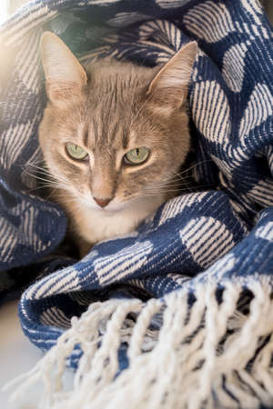 Thoughtful, cute cat wrapped in a warm blanket and sits on a window sill at the window, in the rays of winter sun.の写真素材