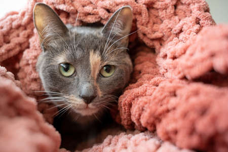 Cute cat wrapped in knitted, soft plaid, and anxiously looking at the camera.の写真素材