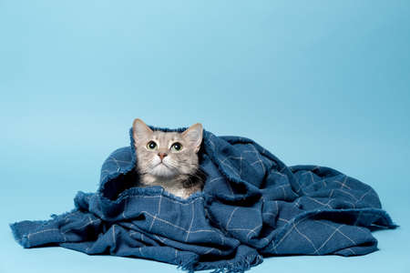 Pretty cat wrapped in a warm blanket, looking up with interest. Copy space. Blue background.