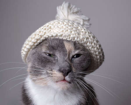 Disgruntled cat in a knitted hat looks angrily with narrowed eyes. Close-up. Gray background.の写真素材