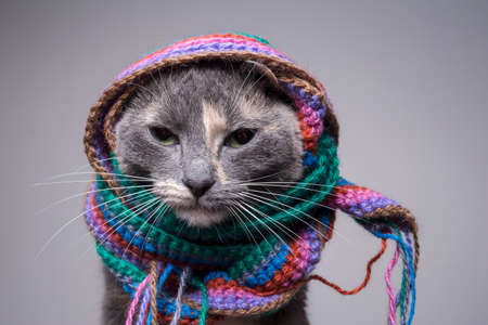 Sad, upset cat is wrapped in a knitted scarf, she is offended and depressed. Close-up. Gray background.の写真素材