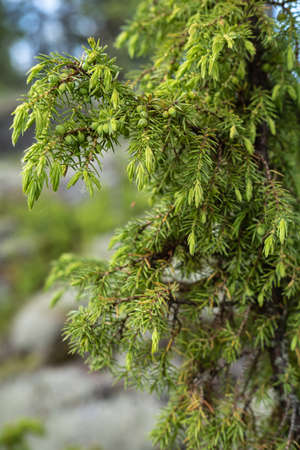 Evergreen juniper bush, against a blurred background, on a summer day.の写真素材