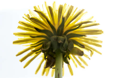 Beautiful flower of a dandelion on a white background. Taraxacum blooming. Macro. Bottom view.の写真素材